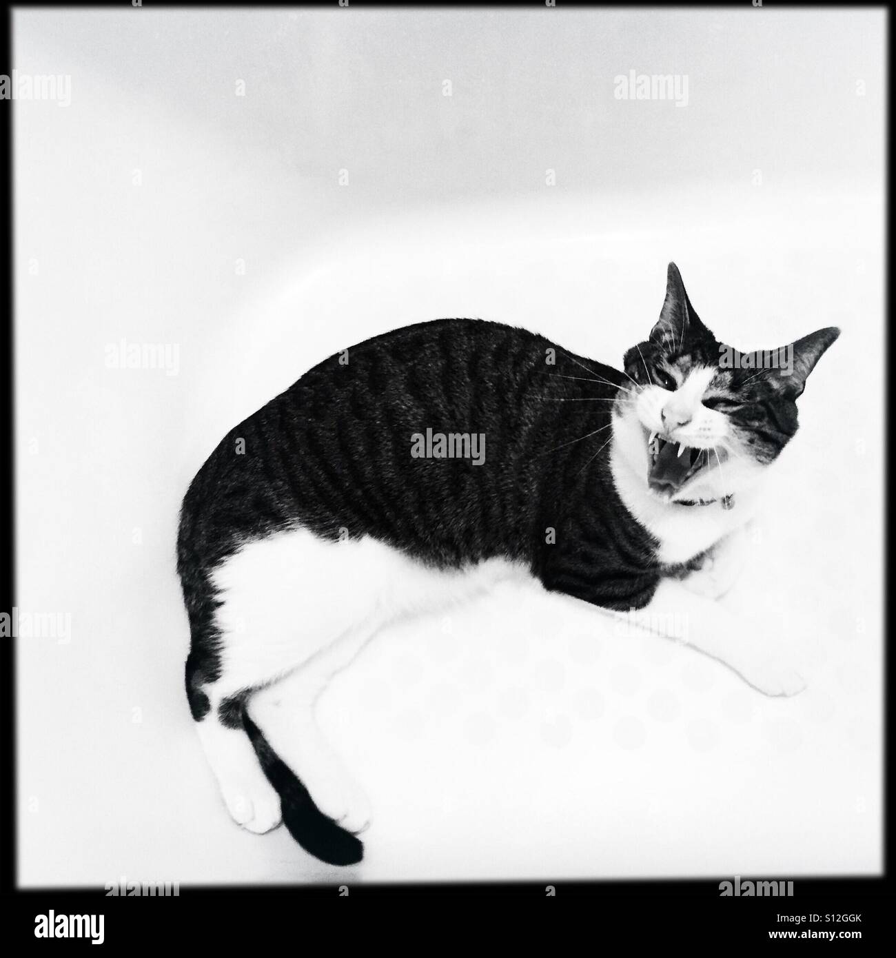 Hissing tabby and white cat in white bathtub - Smartphone Captured Stock Image