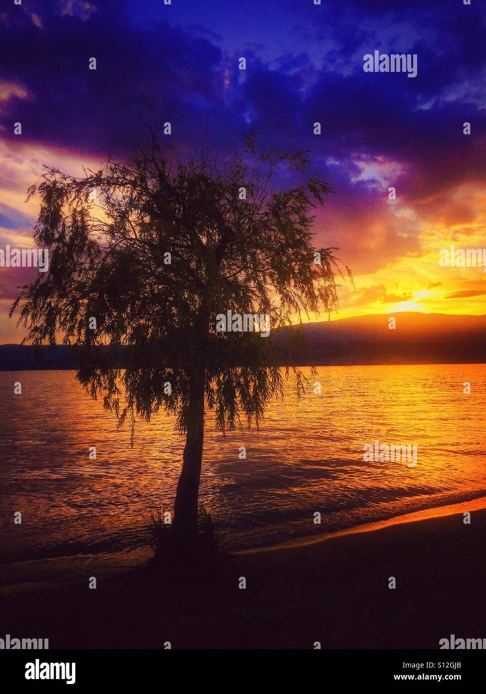 Summer sunset at a lake with the silhouette of a tree. - Smartphone Captured Stock Image