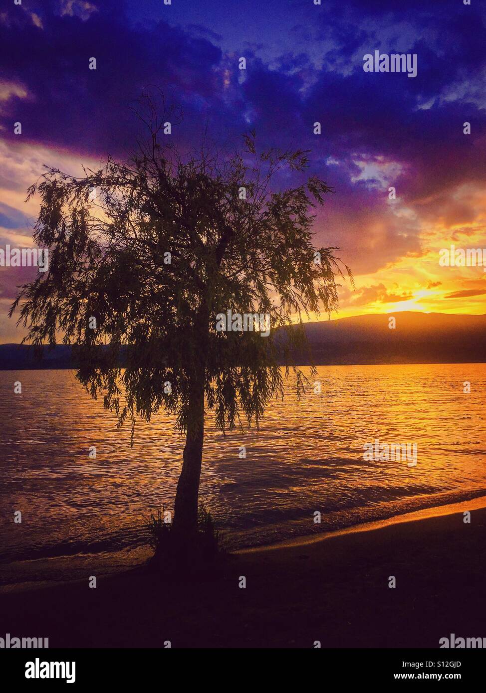 Silhouette of a tree on a beach at sunset Stock Photo - Alamy