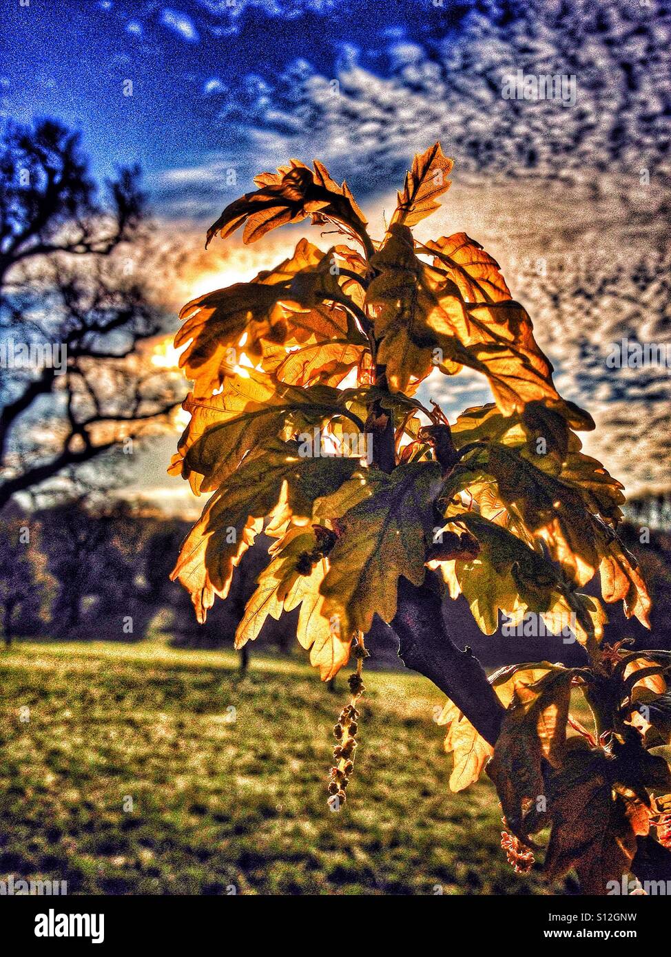Morning sun shining through leaves of tree Stock Photo