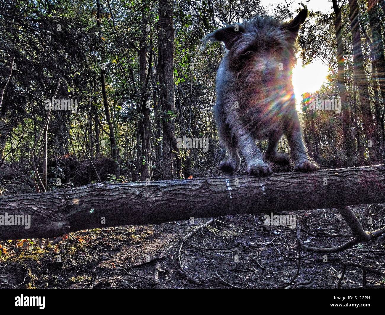 Dog tree hires stock photography and images Alamy