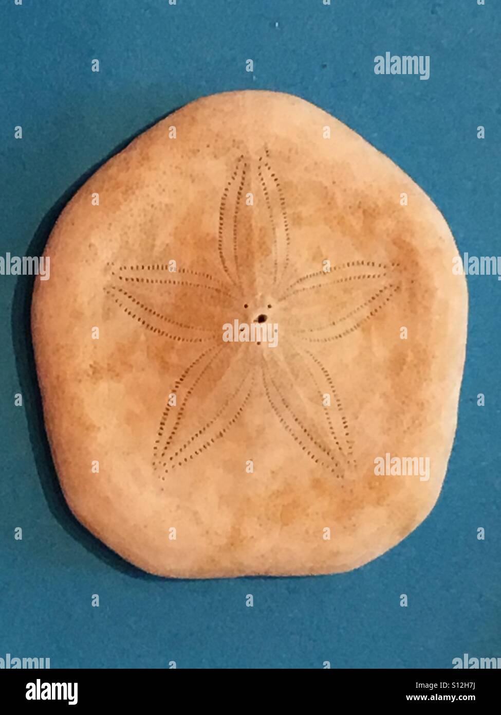 Sand dollar, a marine gastropod mollusc Stock Photo