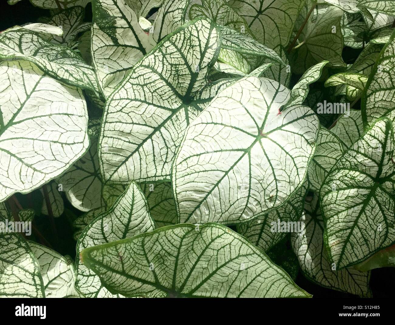 Caladiums - Smartphone Captured Stock Image