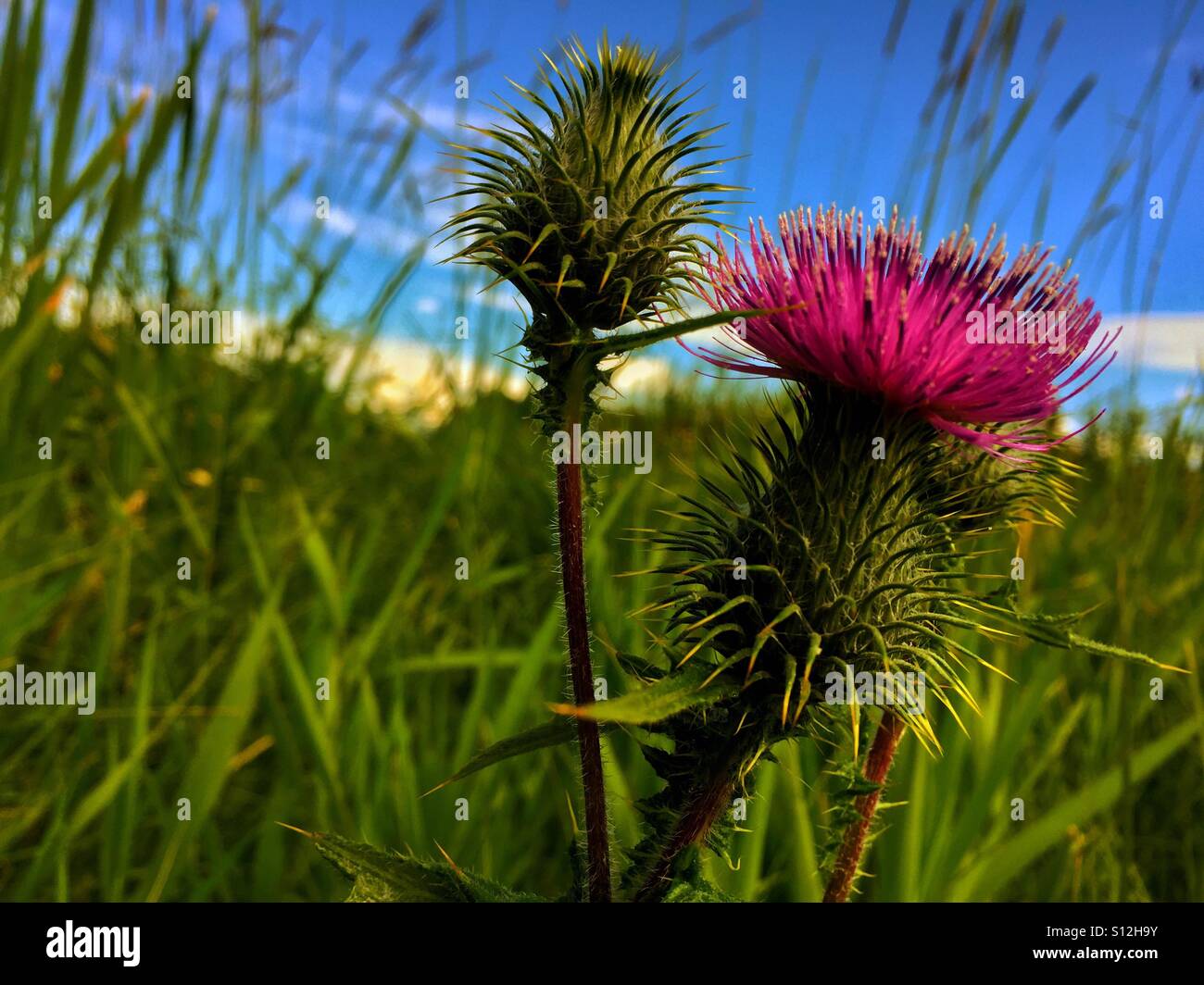 Cursium vulgare, Prickly Wildflowers.  Spear thistle, Bull thistle, common thistle - Smartphone Captured Stock Image