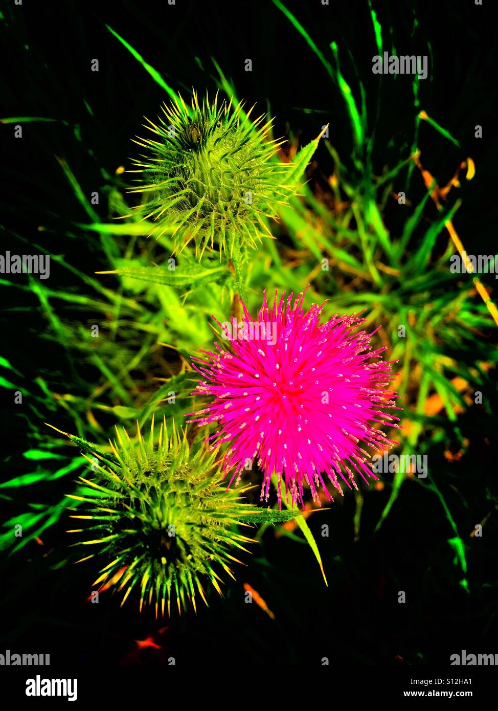 Prickly Wildflowers, Spear thistle, Cursium vulgare, bull thistle, common thistle - Smartphone Captured Stock Image