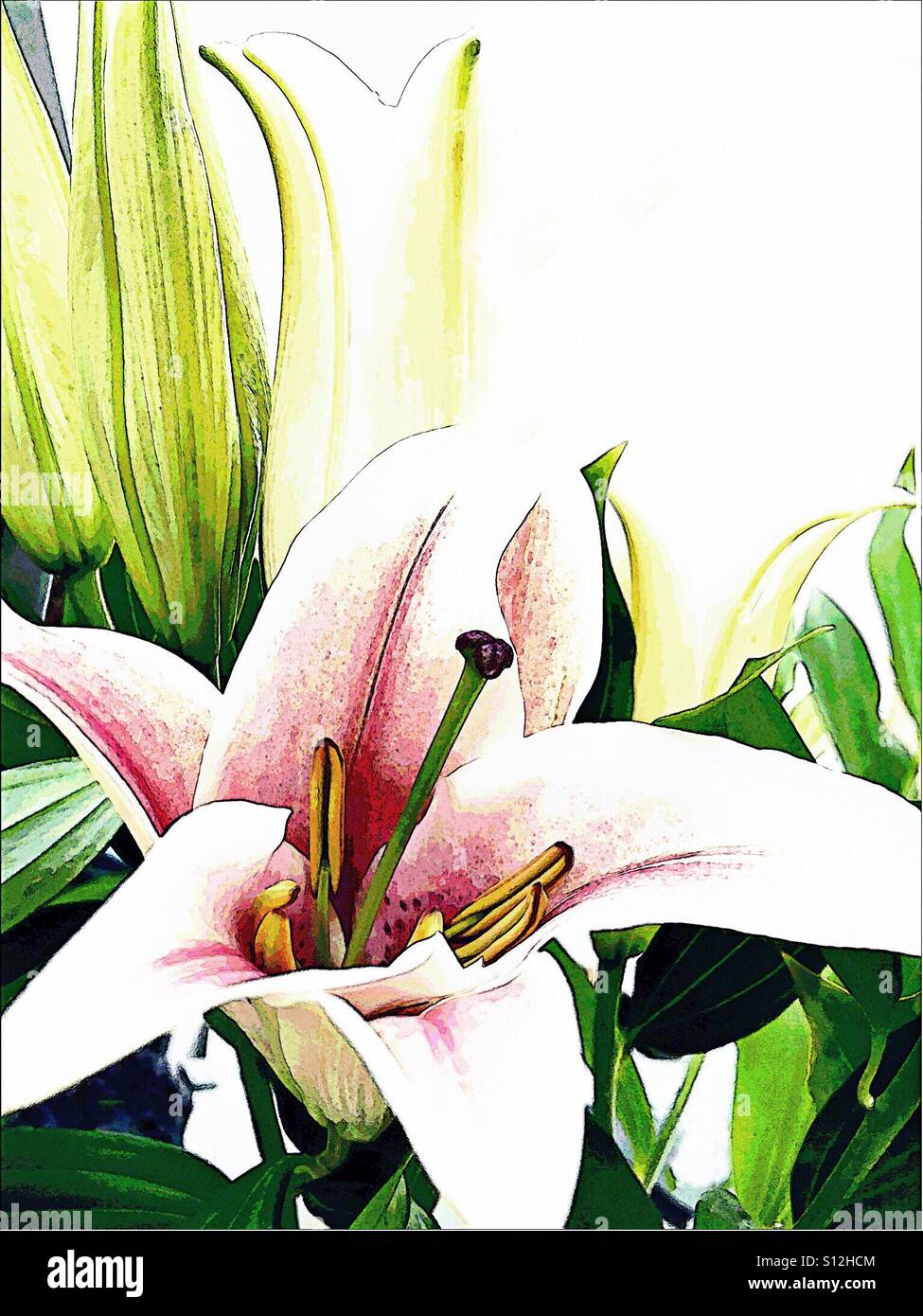 Beautiful lillies - Smartphone Captured Stock Image