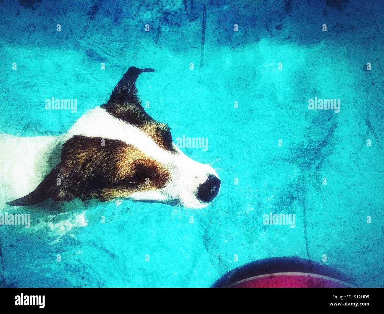 Close up of dog swimming in pool chasing a ball. - Smartphone Captured Stock Image