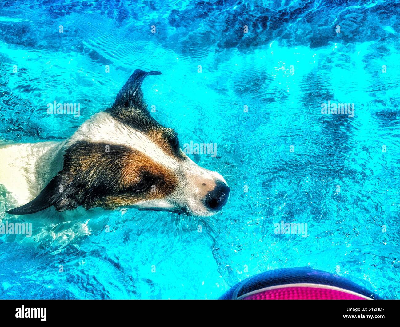 Close up of dog swimming chasing a ball in a swimming pool. - Smartphone Captured Stock Image