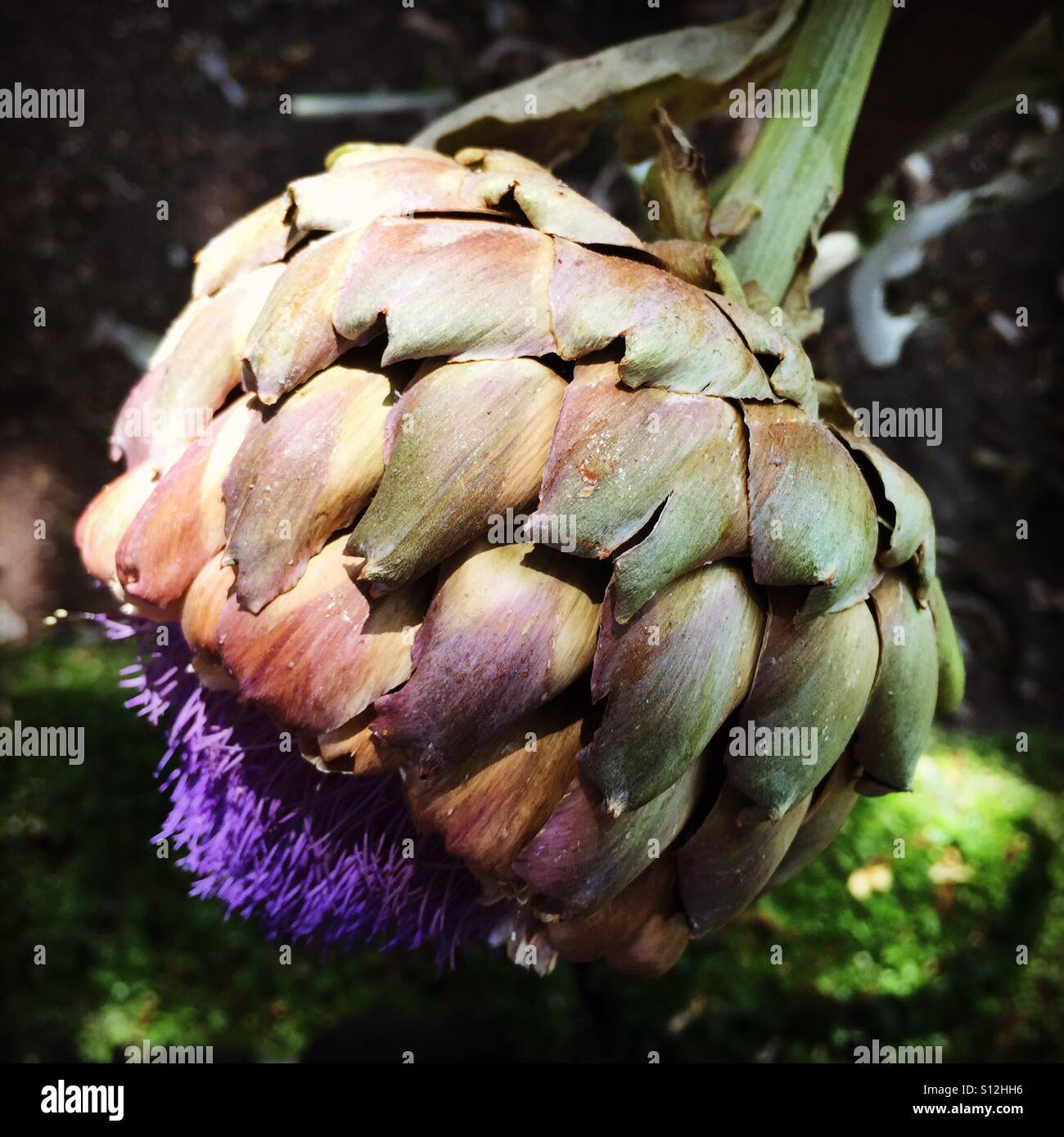Artichoke growing in a garden in Madrid, Spain - Smartphone Captured Stock Image
