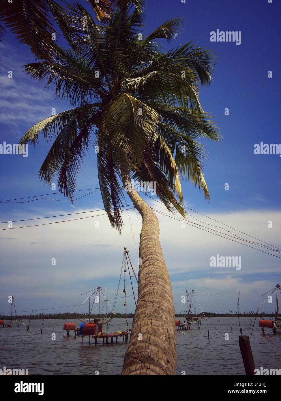 Coconut tree along the backwaters of Kerala Stock Photo