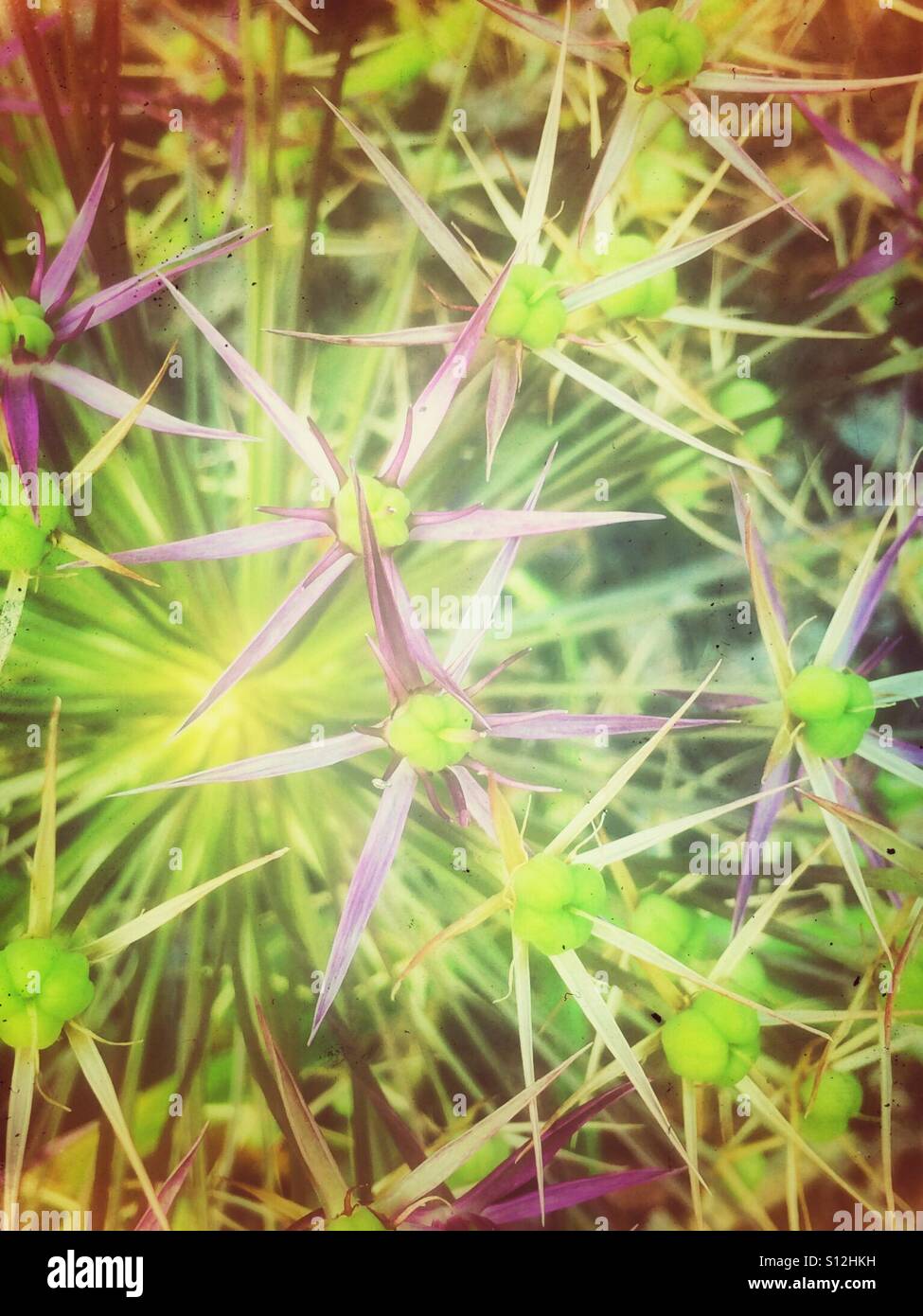 Close up of allium flower in summer England UK United Kingdom GB Great Britain Stock Photo