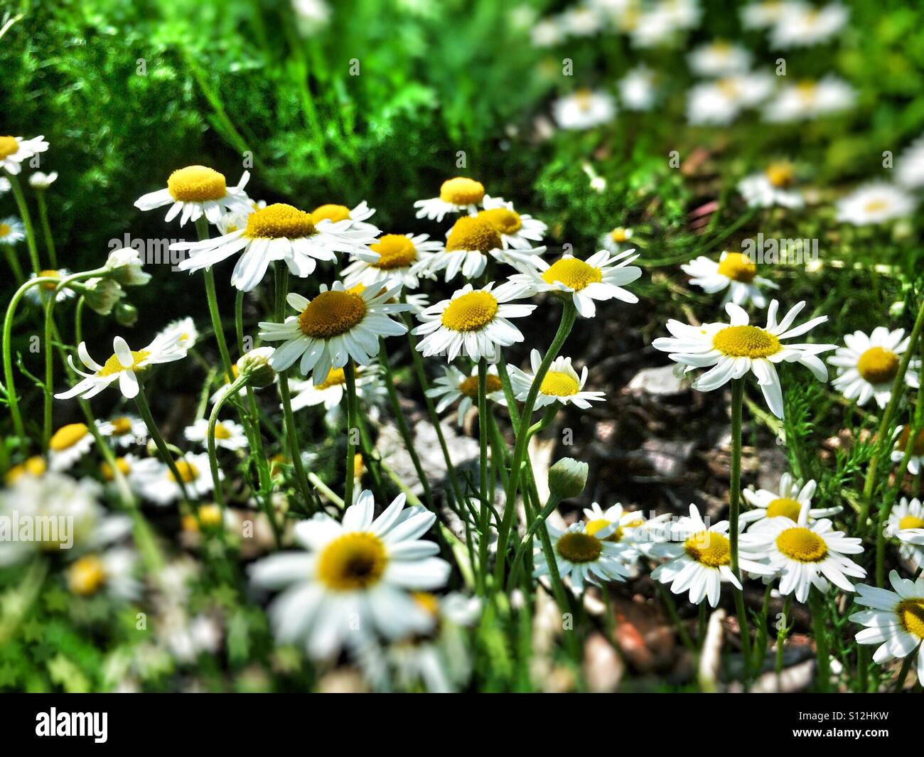 White chamomile flowers in summer England UK United Kingdom GB Great Britain - Smartphone Captured Stock Image