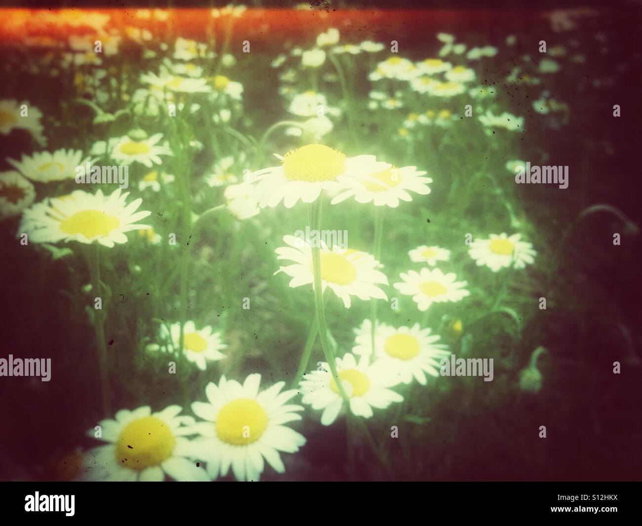 White chamomile flowers in summer England UK United Kingdom GB Great Britain - Smartphone Captured Stock Image