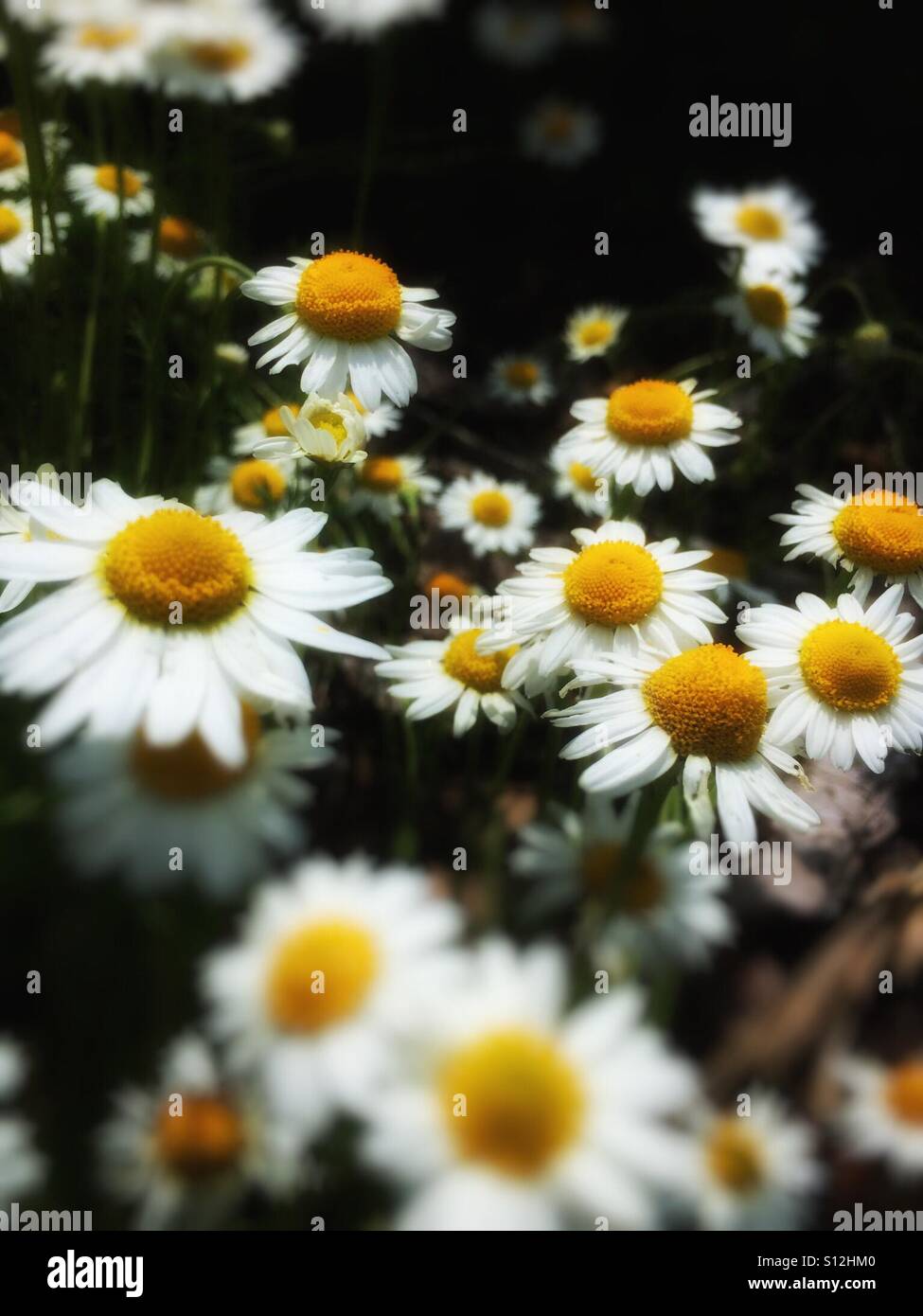 White chamomile flowers close up England UK United Kingdom GB Great Britain - Smartphone Captured Stock Image