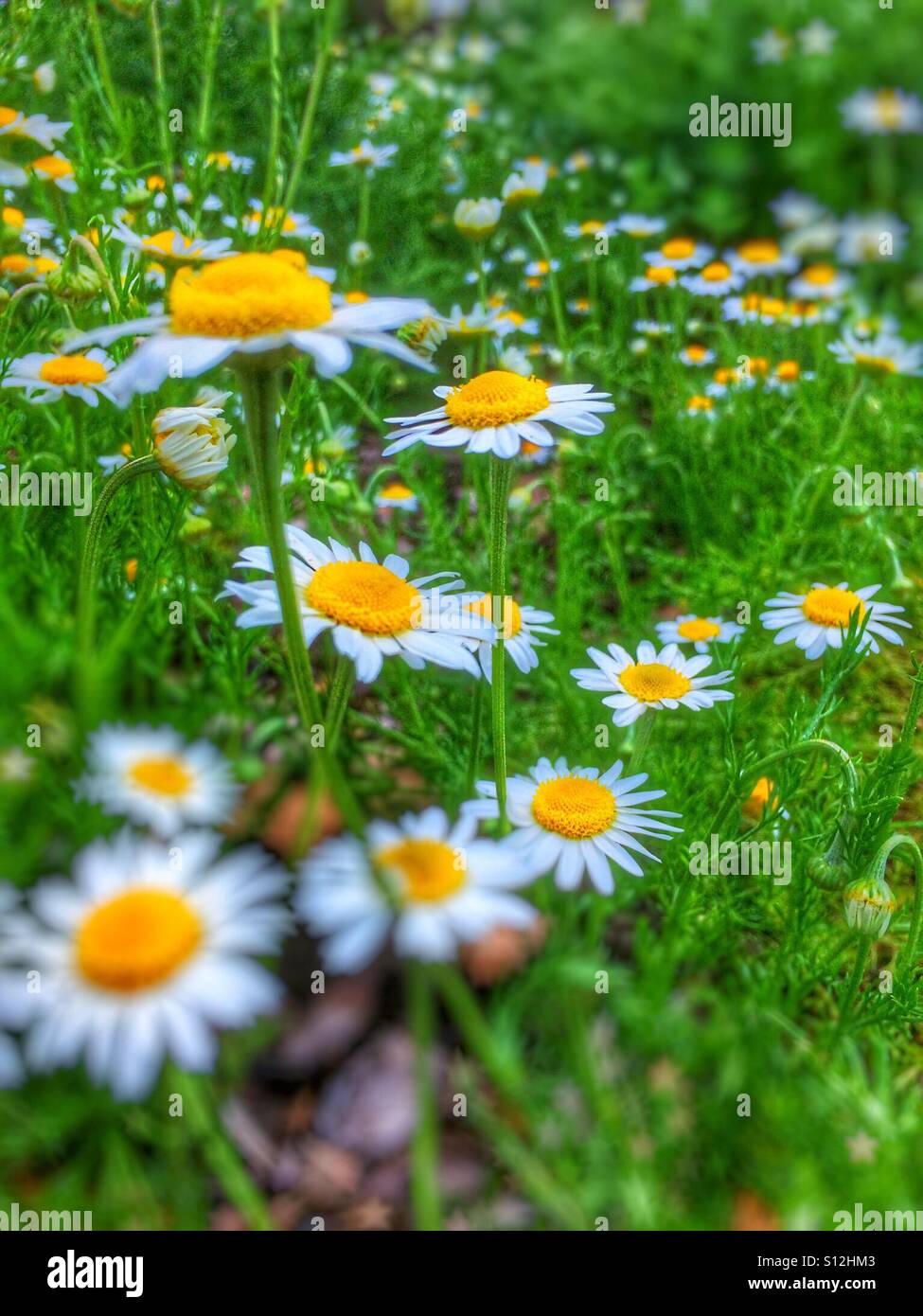 White chamomile flowers in summer England UK United Kingdom GB Great Britain - Smartphone Captured Stock Image