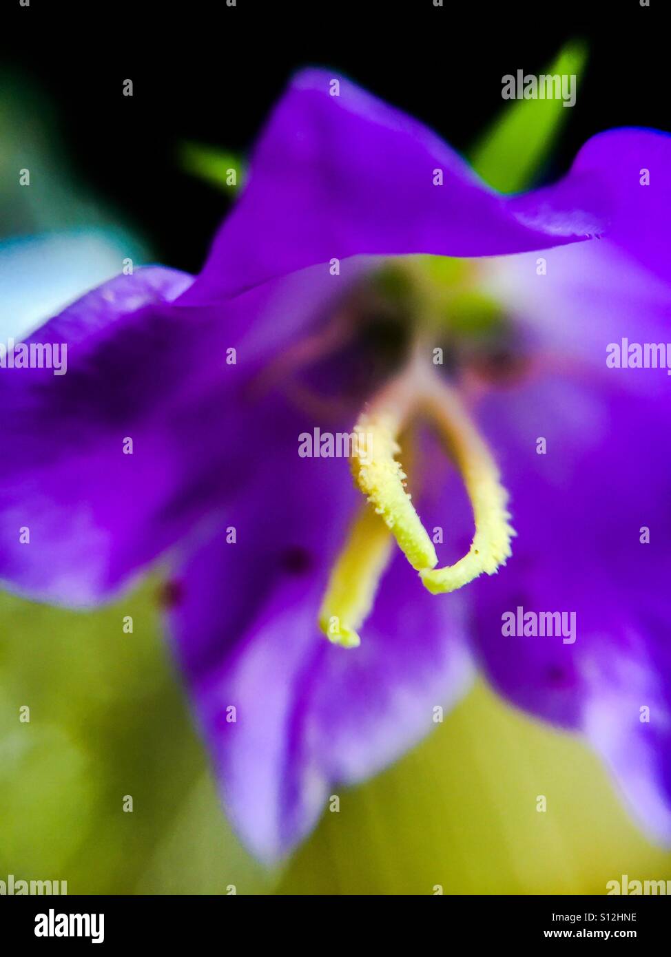 Zero one, male female, inside a flower. Nature, up close, untouched by human hand. Pristine. - Smartphone Captured Stock Image