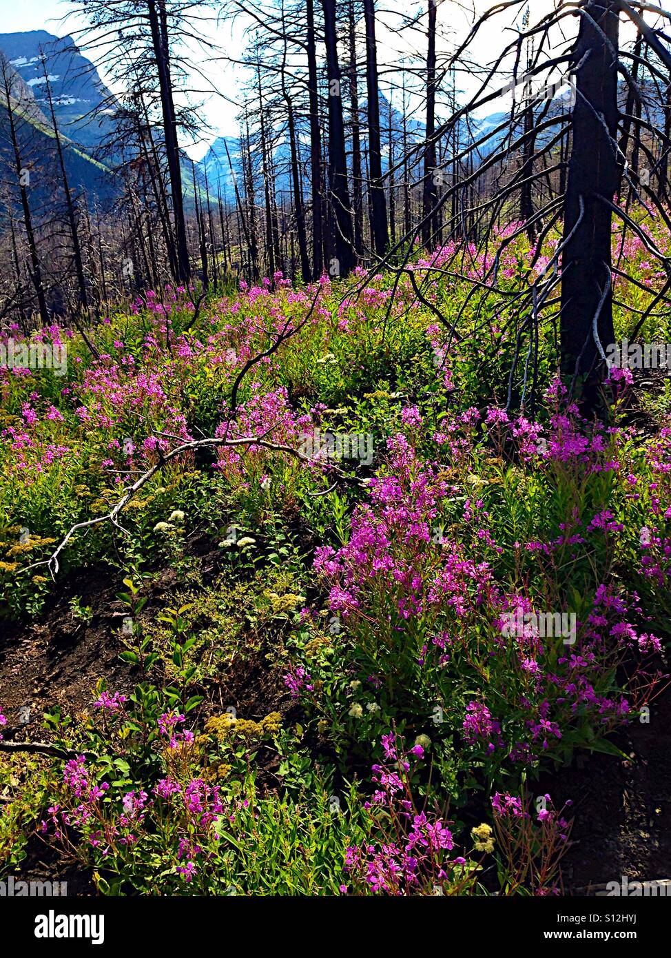 Fireweed blooms after a forest fire - Smartphone Captured Stock Image