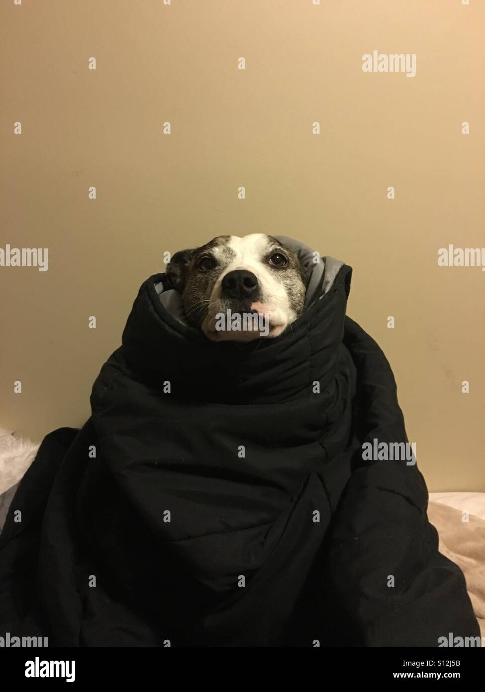 Dog in blanket Stock Photo Alamy