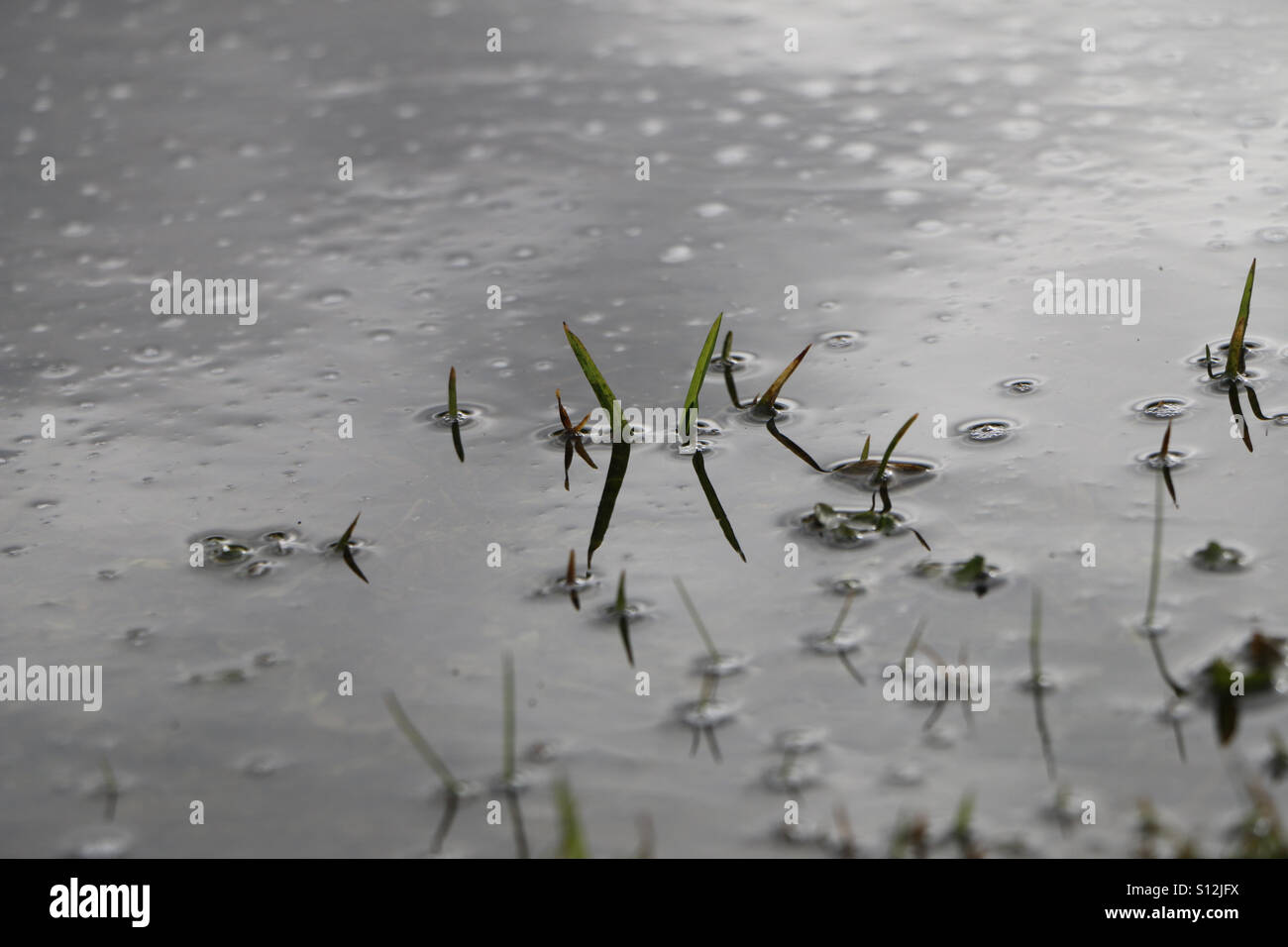 Grass in water Stock Photo Alamy