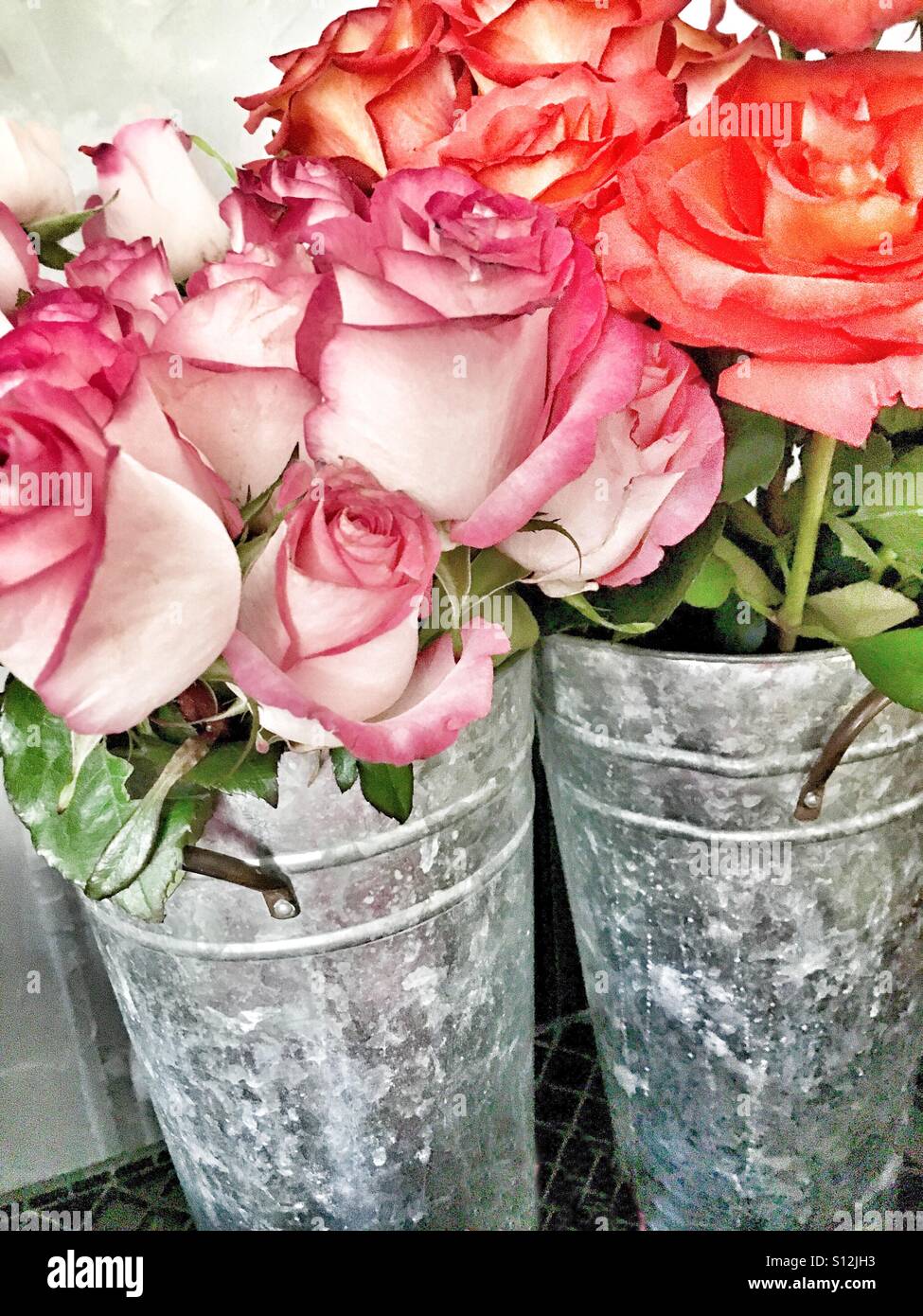 Buckets of roses Stock Photo Alamy