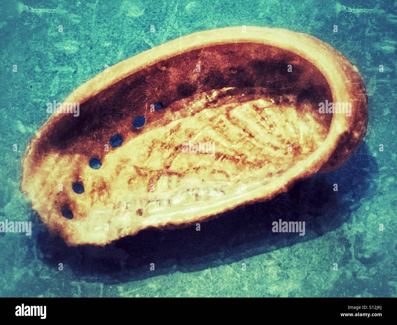 Abalone, a marine gastropod mollusc - Smartphone Captured Stock Image