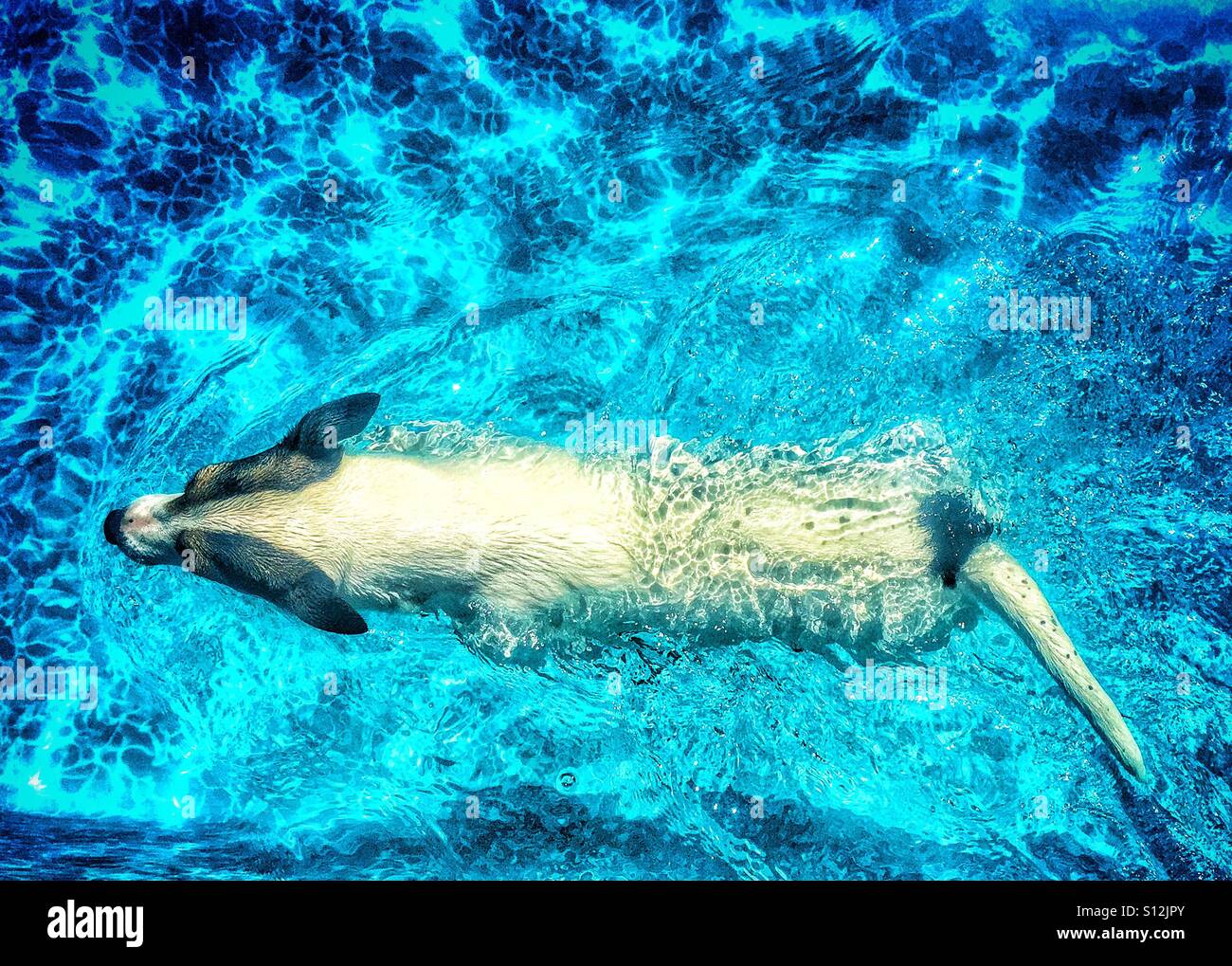 Dog swimming in swimming pool photographed from above. - Smartphone Captured Stock Image