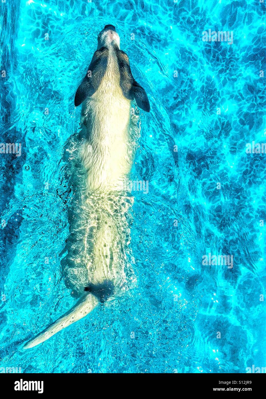 Dog photographed from above swimming in blue waters of an outdoor pool. - Smartphone Captured Stock Image