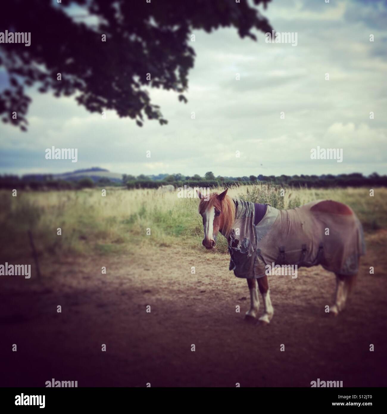 Horse in a field... Stock Photo