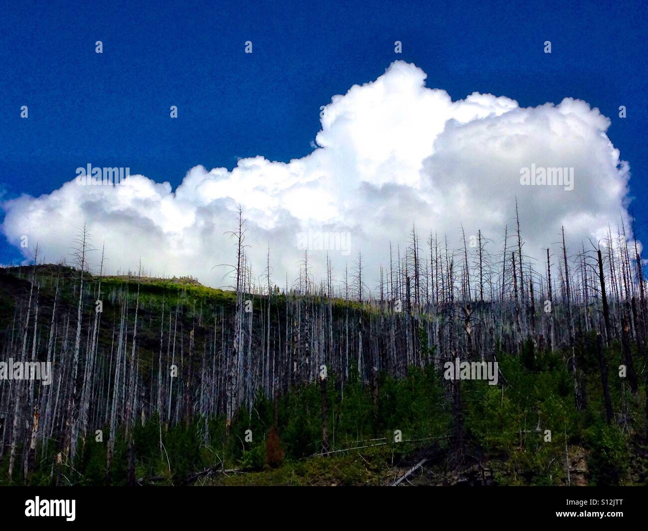 Forest fire aftermath with cloud and blue sky - Smartphone Captured Stock Image