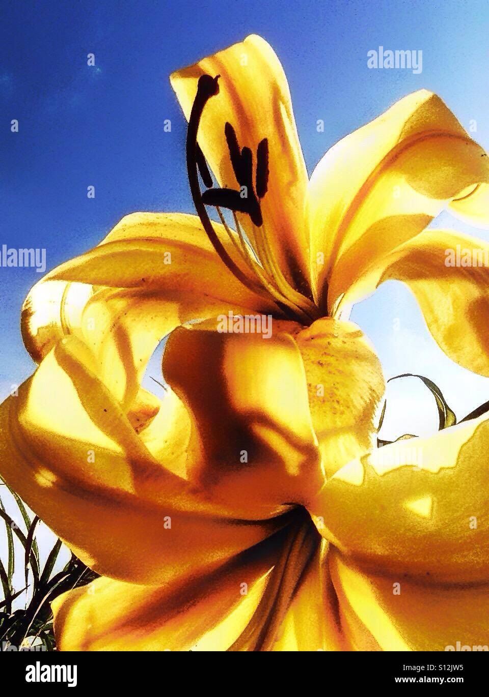 Golden Lily Stock Photo