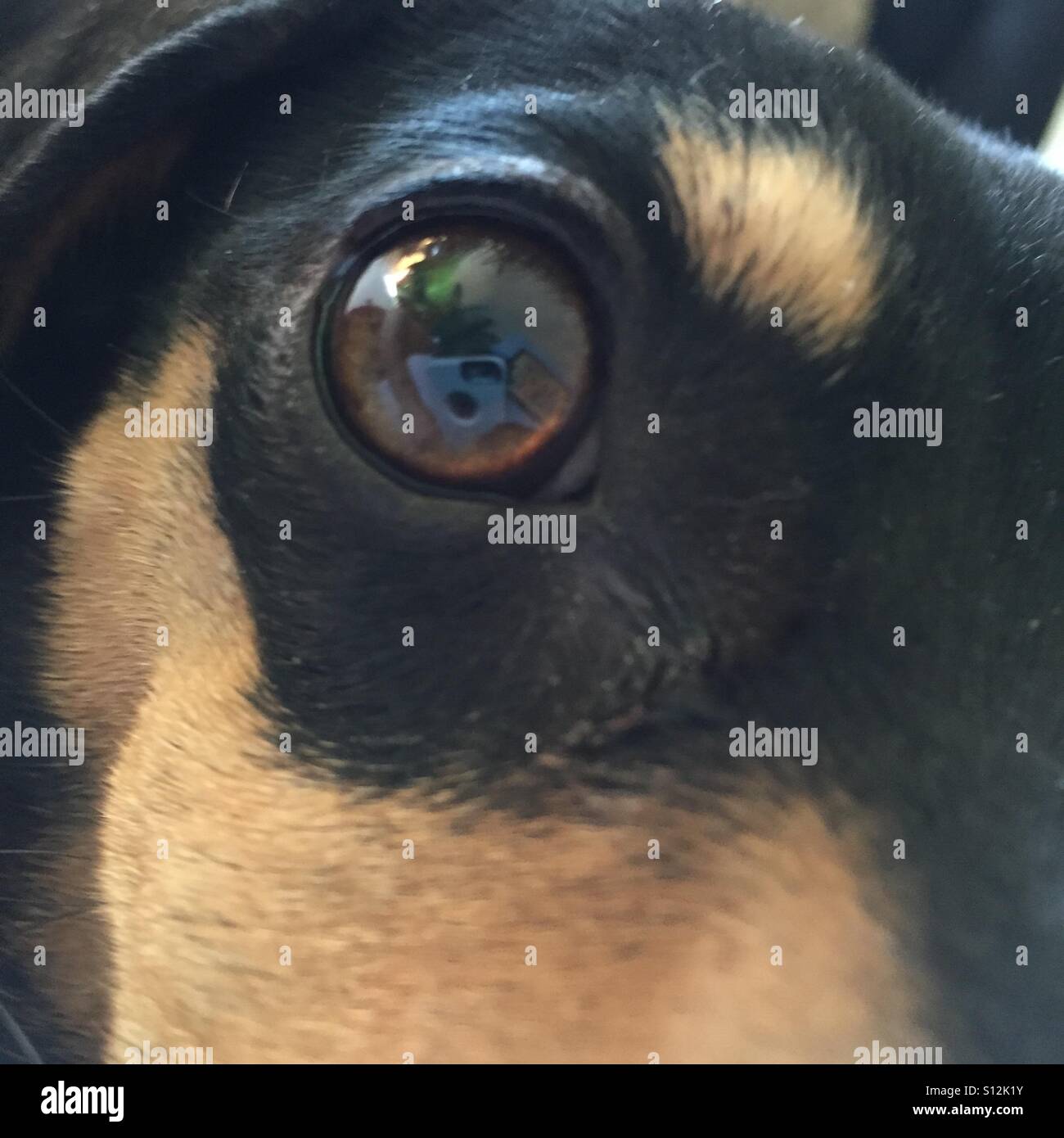 Puppy Dog Eyes Stock Photo