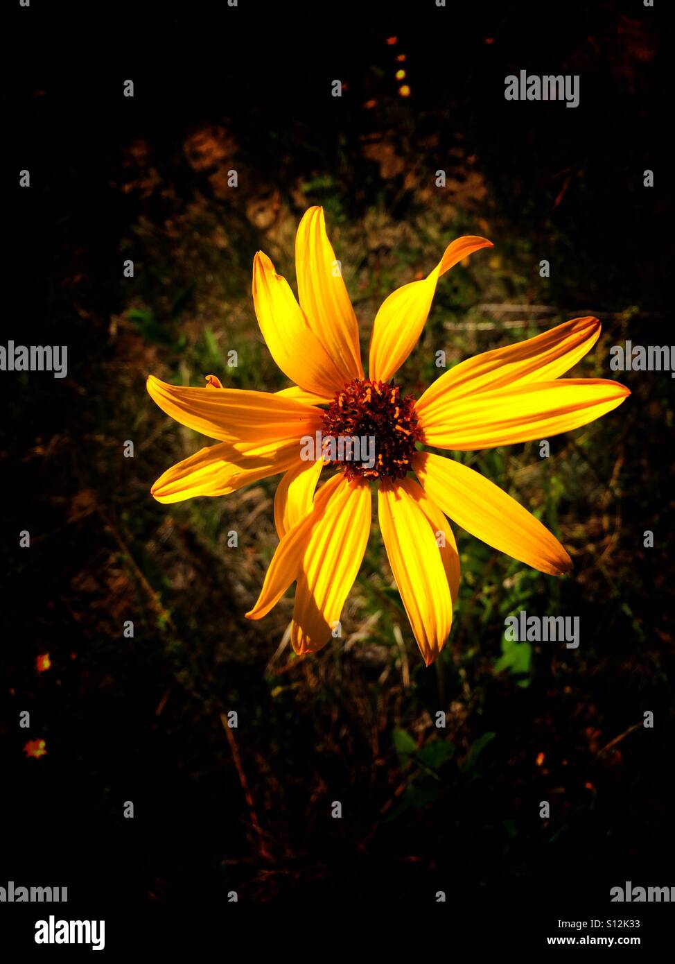Wildflower.  Brown-eyed Susan,  Rudbeckia triloba - Smartphone Captured Stock Image