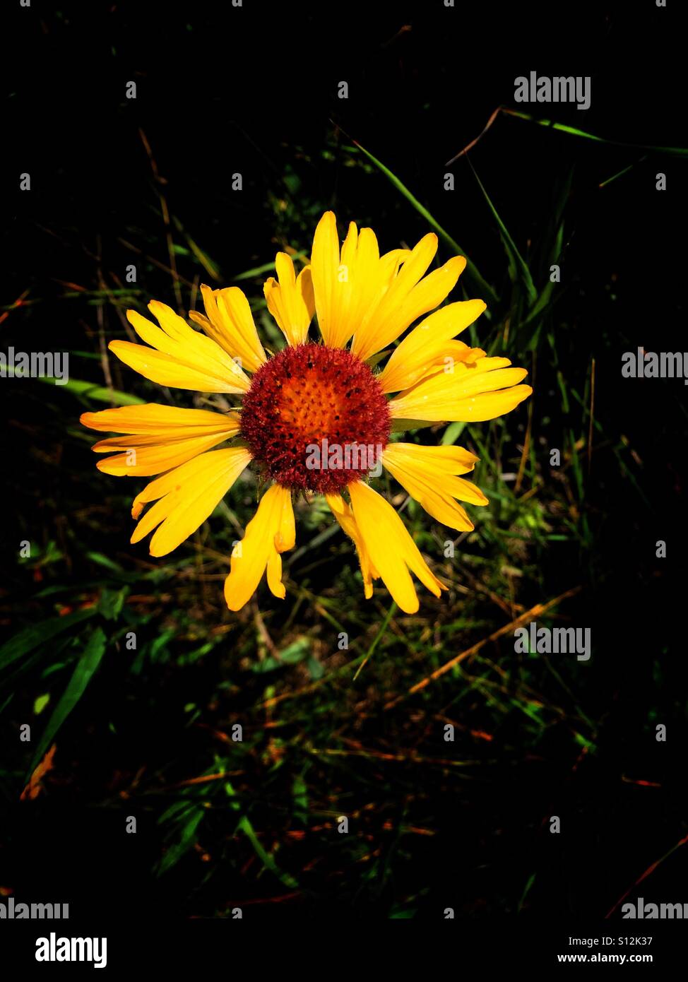 Wildflower.  Brown-eyed Susan,  Rudbeckia triloba - Smartphone Captured Stock Image