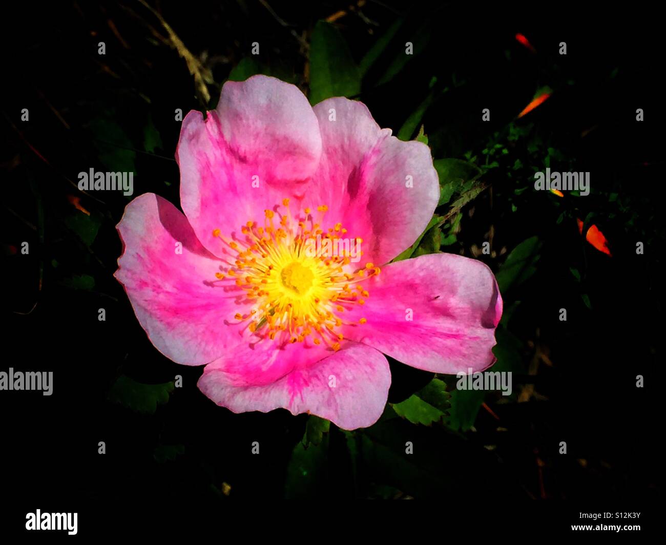Wild Rose, Prickly Rose.  Rosa acicularis.  Wildflower - Smartphone Captured Stock Image