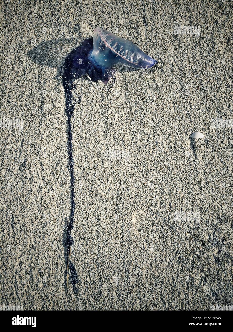 An Atlantic Portuguese Man o' War washed ashore during inclement weather. - Smartphone Captured Stock Image