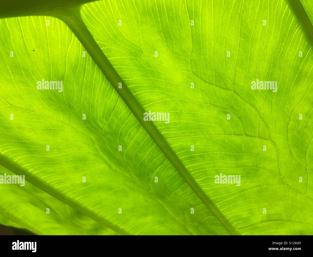 Backlit elephant ear leaf, close up in a garden in Ponte Vedra Beach, Florida, USA. - Smartphone Captured Stock Image