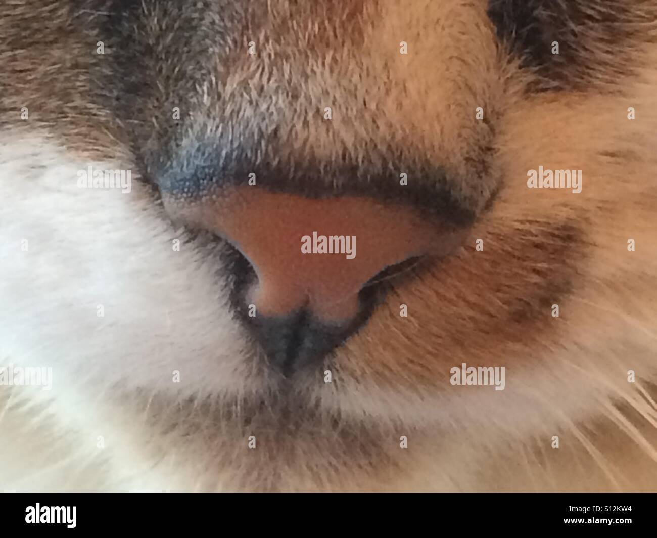 Cat nose up close Stock Photo Alamy