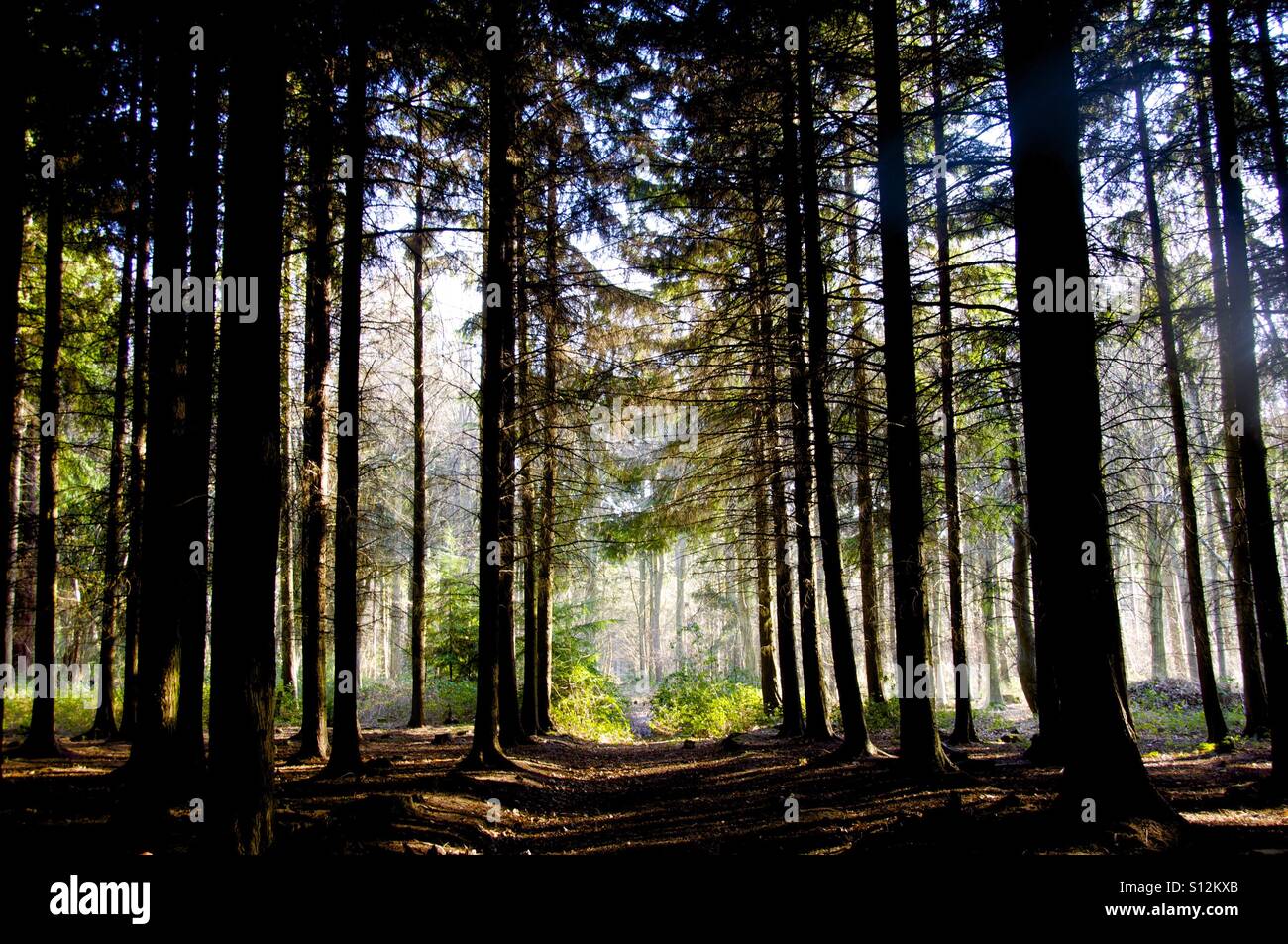 A photograph taken inside woodland at Bacton Woods in Norfolk. - Smartphone Captured Stock Image