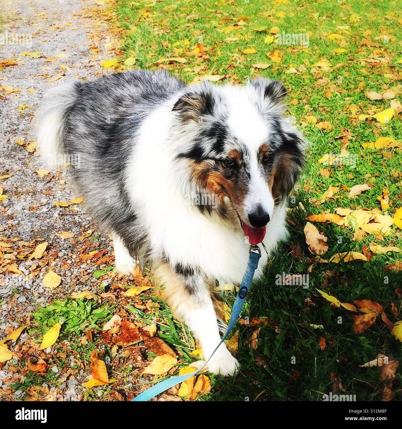 Sheltie walking in the leaves Stock Photo Alamy