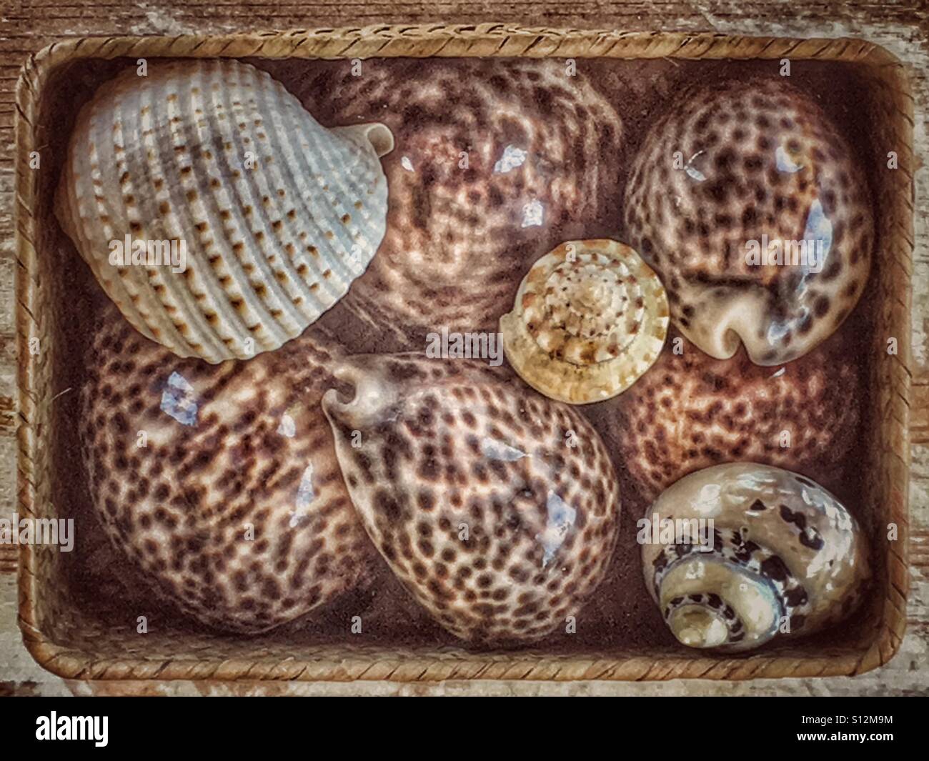Seashells in a basket - Smartphone Captured Stock Image
