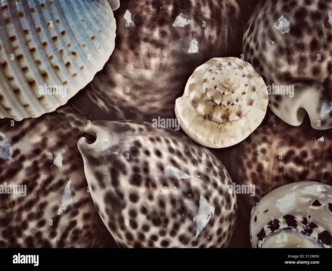 Scotch bonnet shell hi-res stock photography and images - Alamy