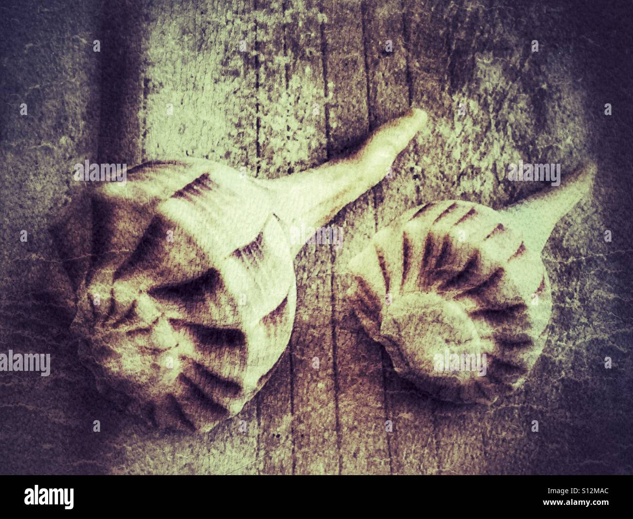 Lightning whelk shells hi-res stock photography and images - Alamy