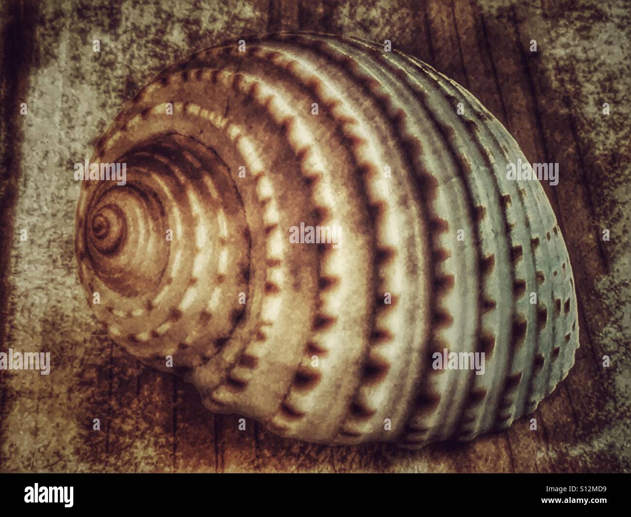 Scotch bonnet shell Stock Photo - Alamy