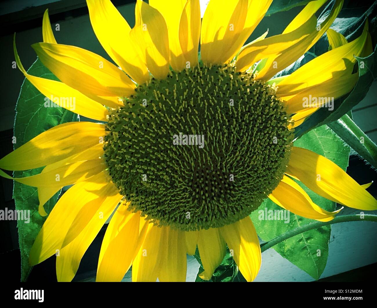 Giant sunflower Stock Photo