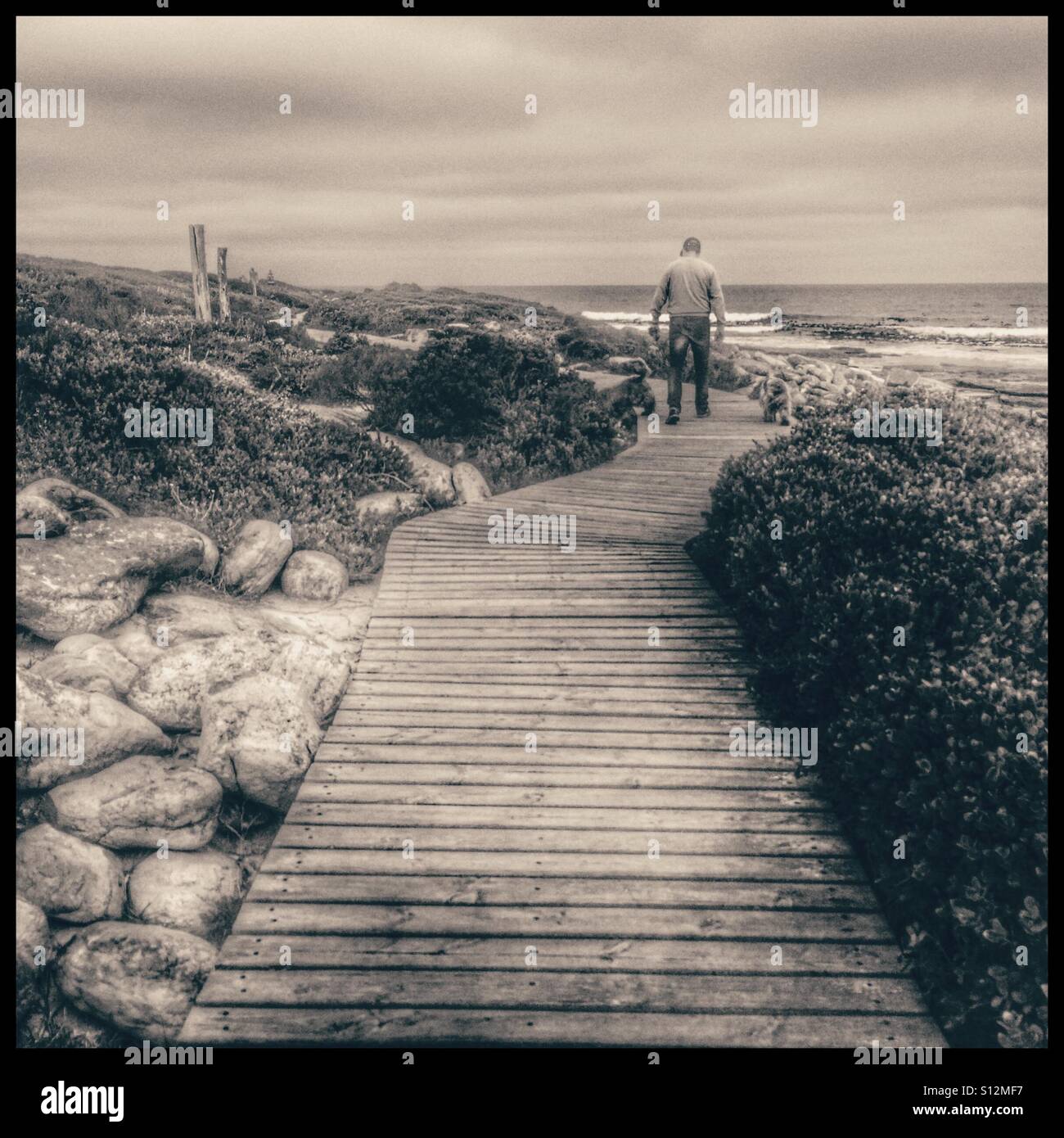 Man walking dogs. - Smartphone Captured Stock Image