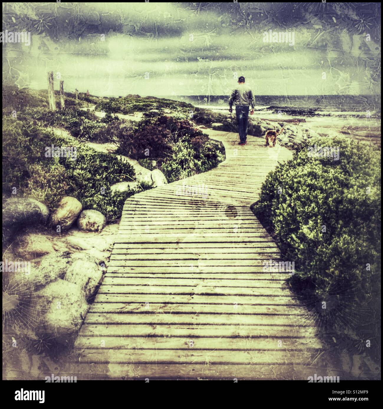 Man walking dogs. - Smartphone Captured Stock Image