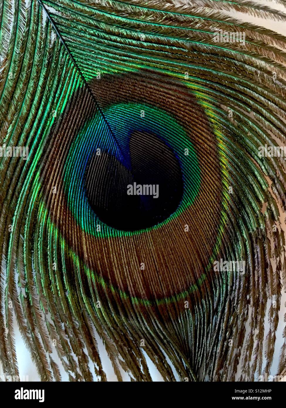Peacock feather - Smartphone Captured Stock Image