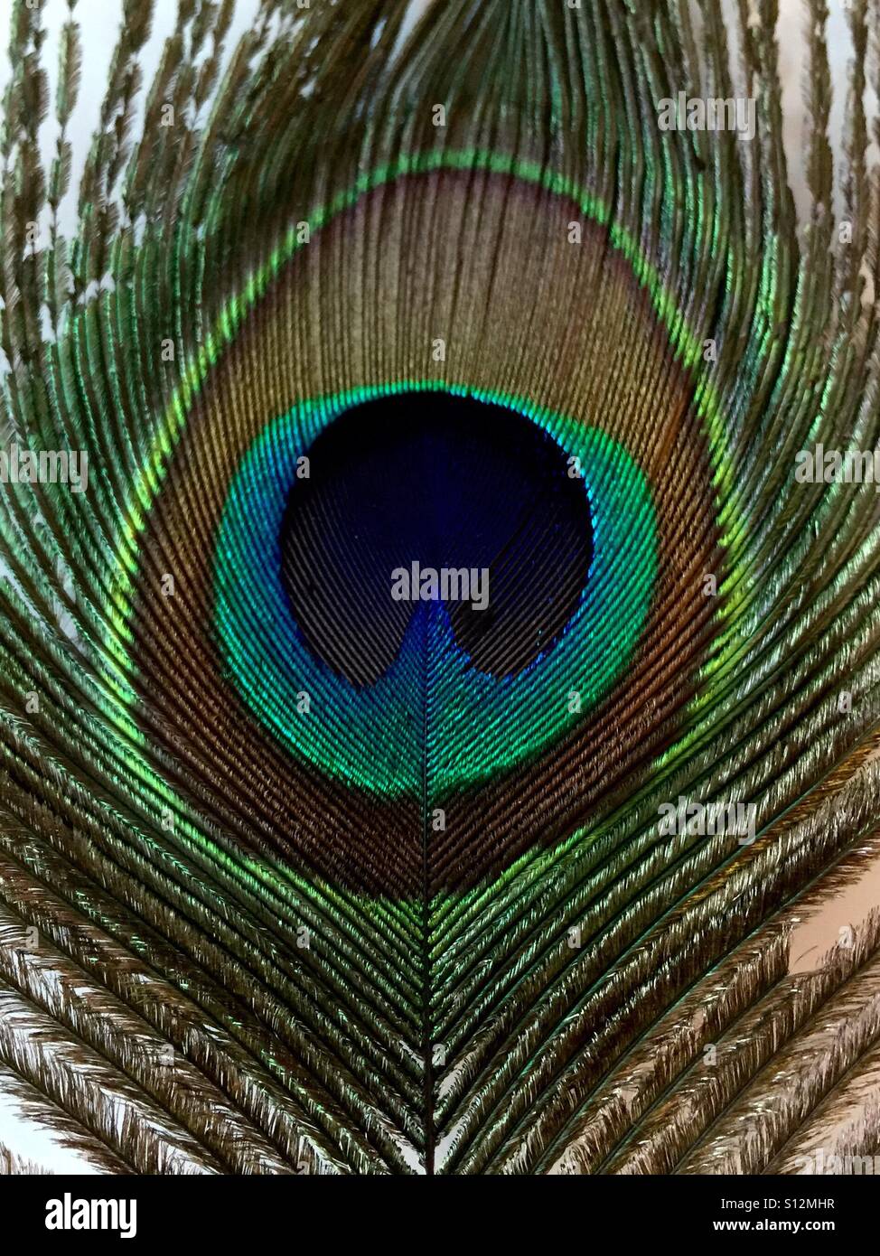 Peacock feather - Smartphone Captured Stock Image