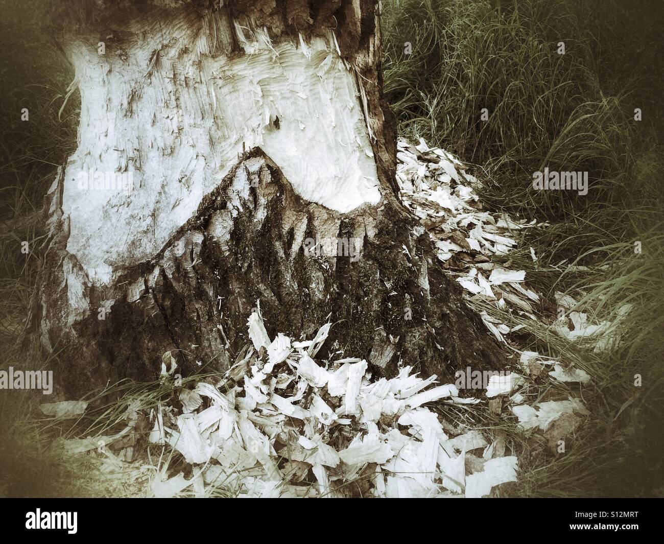 The beaver's work. - Smartphone Captured Stock Image