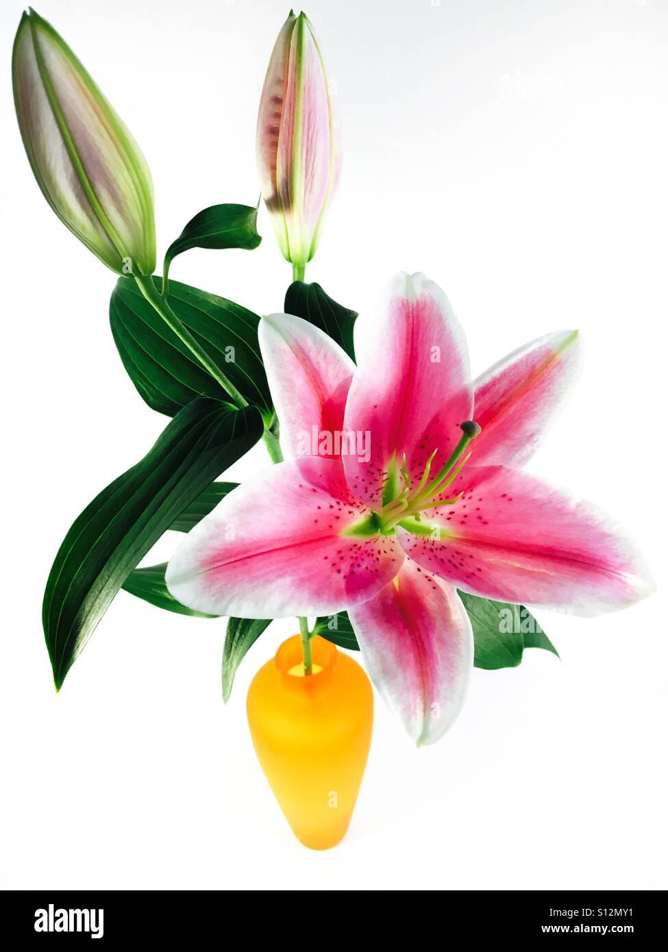 Brilliant pink lilly in Orange vase Stock Photo